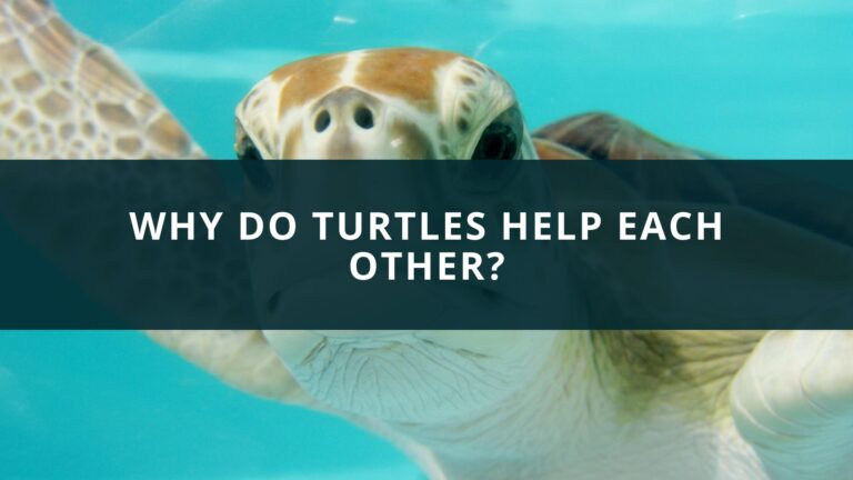 Why do turtles help each other?