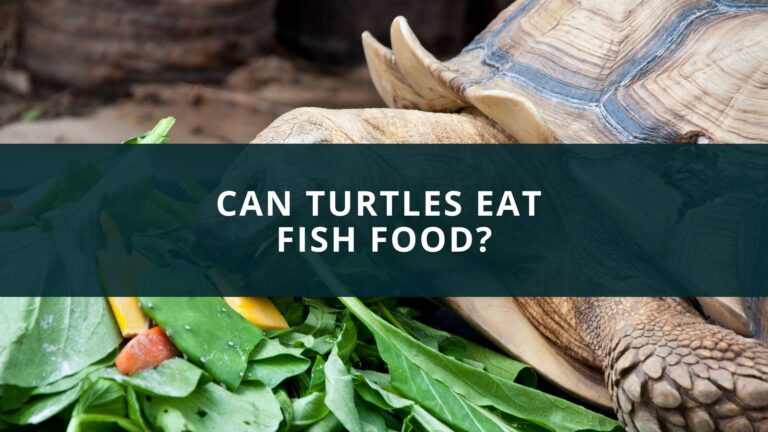 Can Turtle eat fish food?
