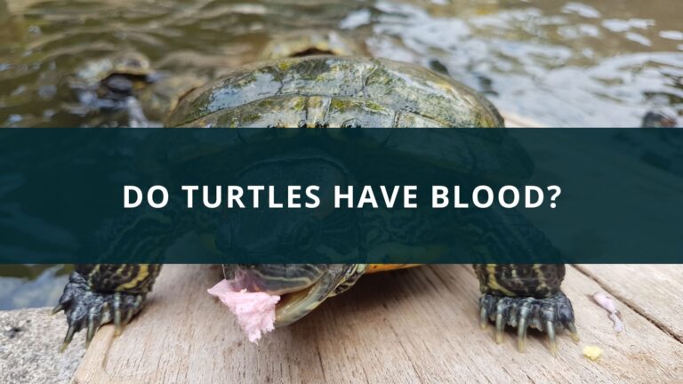 Do turtles have blood?