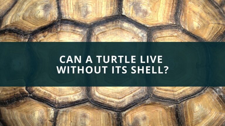Can a turtle live without its shell?